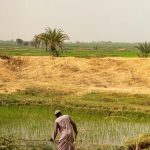 Sahel Capital Announces First Close for Agribusiness Fund II, Backs Nigerian Cold-Chain Firm Delifrost