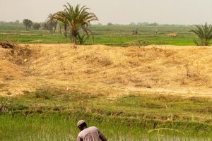 Sahel Capital Announces First Close for Agribusiness Fund II, Backs Nigerian Cold-Chain Firm Delifrost