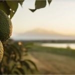 Small Foundation Anchors AgDevCo Ventures to Target East Africa’s Agribusiness Missing Middle 